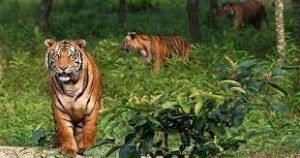 Bangladeshi Tiger, টাইগার্স, বাংলাদেশের বাঘ